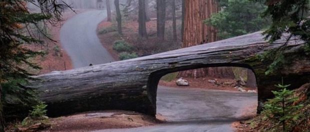 sequoia 2