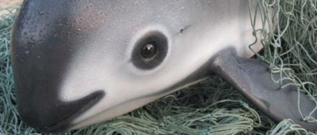 vaquita_1024