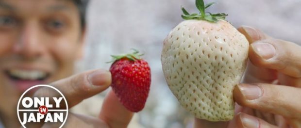 White-Jewel-Strawberry3-750x422
