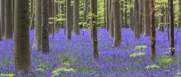 blue-forest-hallerbos4-750x500