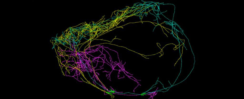 claustrum_neurons_1024