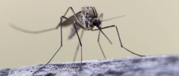 mosquito.jpg.662x0_q70_crop-scale