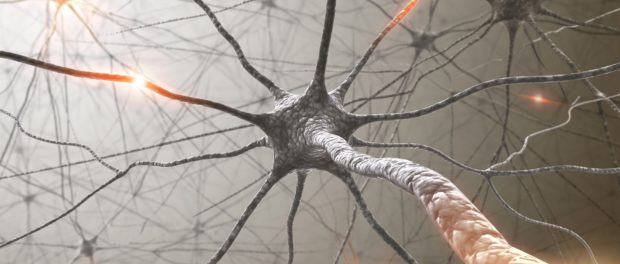 neuron