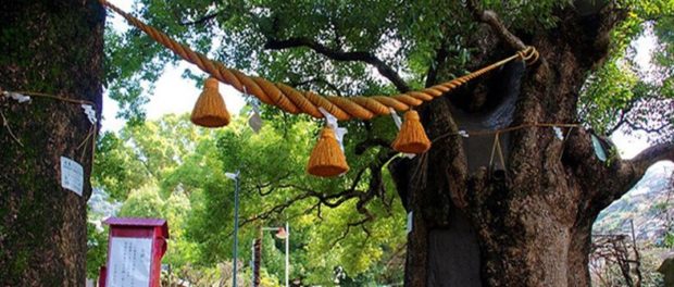 arbori japonezi