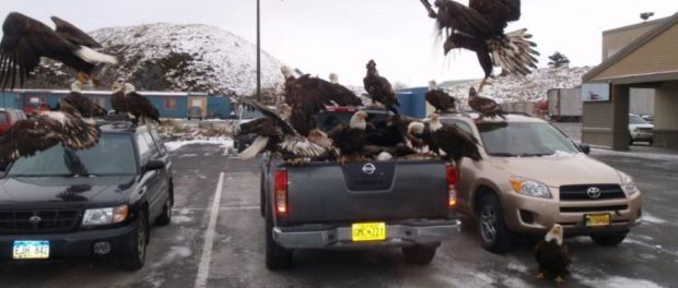 Unalaska-bald-eagles-750x563
