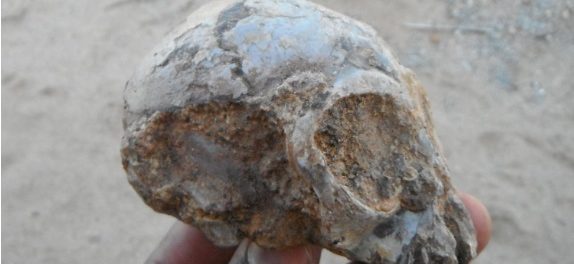 craniu maimuta