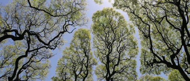 crown-shyness-trees-750x500