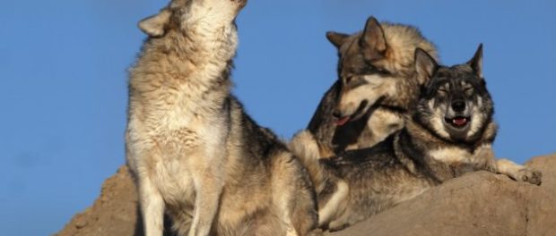 Animal Sanctuary Rescues And Shelters Abused And Abandoned Wildlife