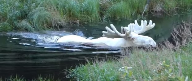 white-moose-hans-nilssen-video-cover_1024