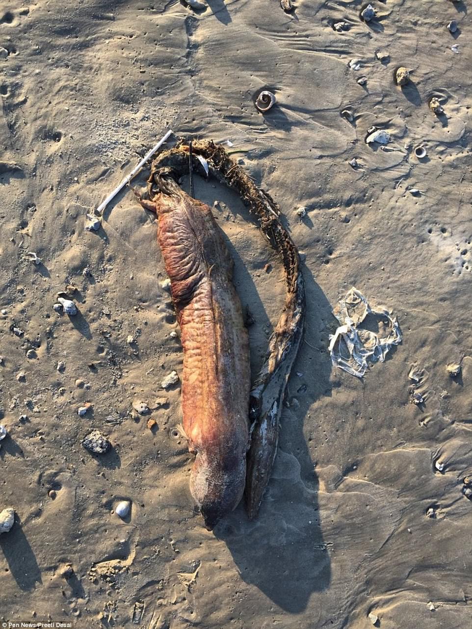 443ABD8F00000578-4880442-Biologists_agreed_it_was_likely_a_type_of_eel_specifically_a_fan-a-8_1505324633369