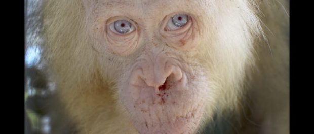 Alba-albino-orangutan3-750x422
