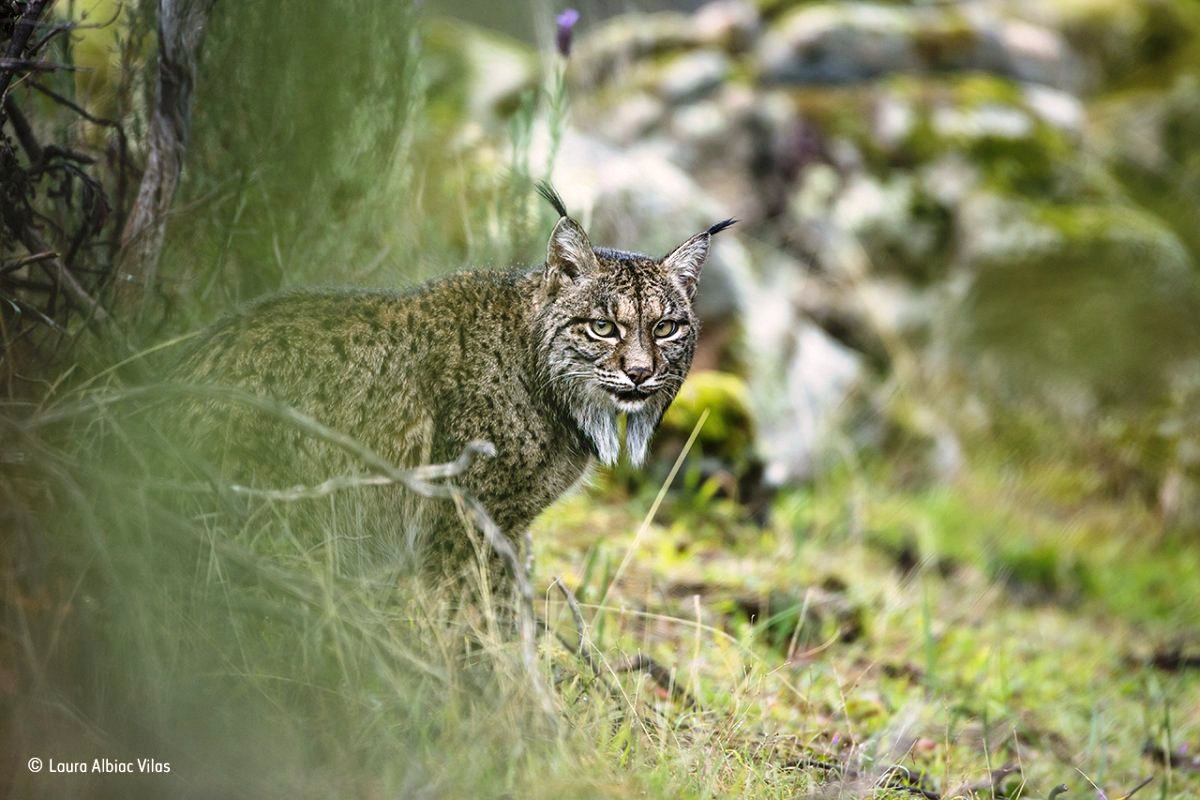 Linxul iberian, specia rara care se hraneste aproape numai cu iepuri. Parcul natural Sierra de Andújar, Spania