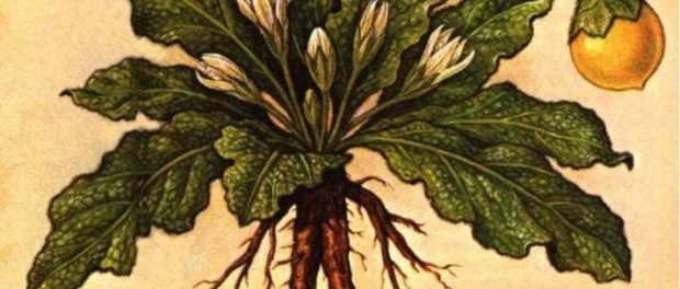 The-Mandrake-1