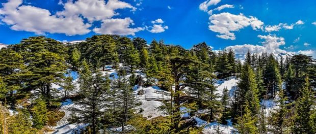 cedars-lebanon-86