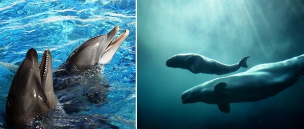 Cetacee 1