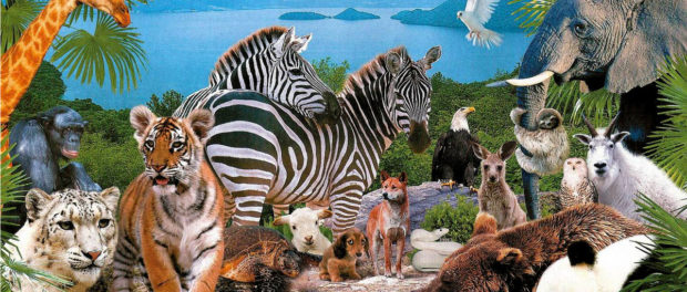 animale 1