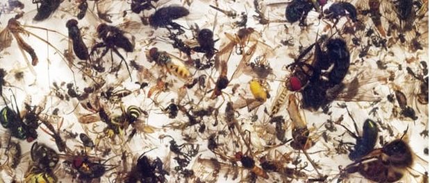 insecte