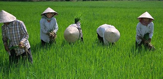 Labor-intensive rice cultivation, Ben Tre. Mekong Delta region, Vietnam