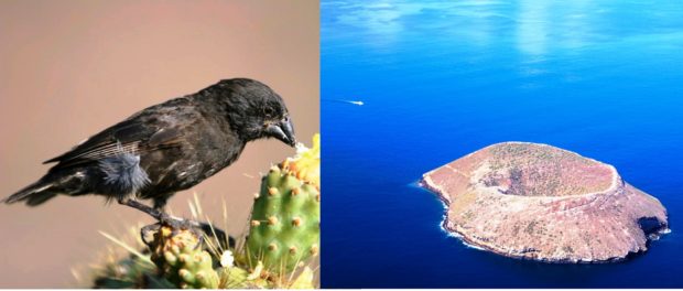 Speciatie, Galapagos