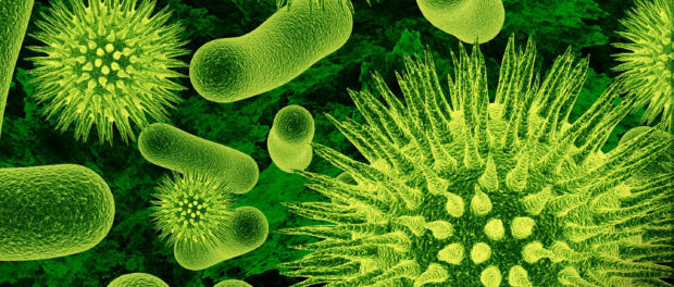 bacterii