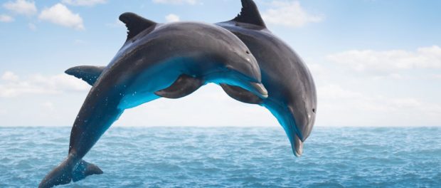delfini