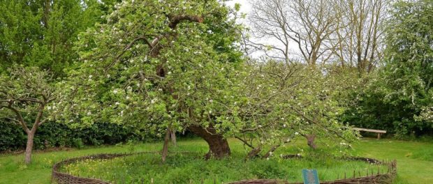 newtons-apple-tree-86