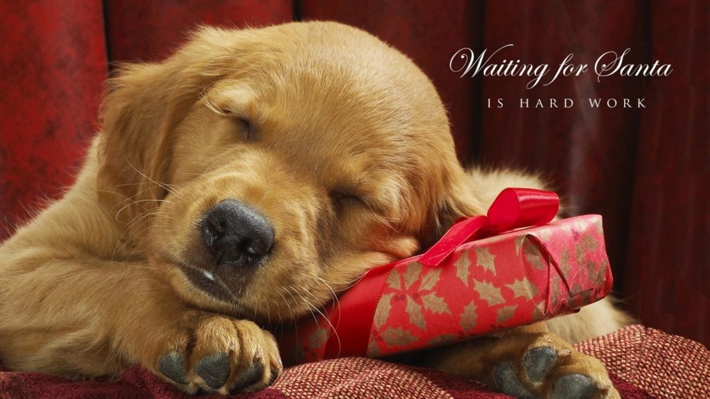christmas-dog-backgrounds-wallpaper