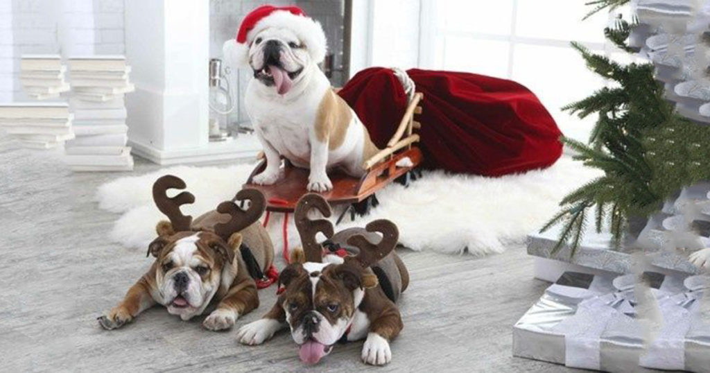 funny-christmas-photos-with-dogs
