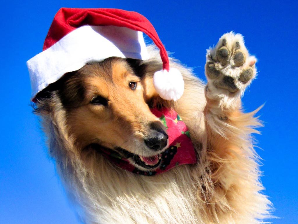 funny-dog-backgrounds-35-wide-wallpaper