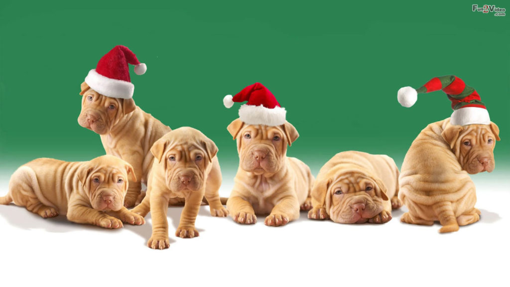 hd-funny-dog-christmas-pics