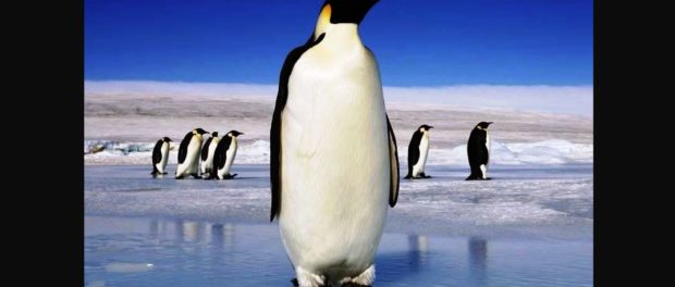 pinguin urias