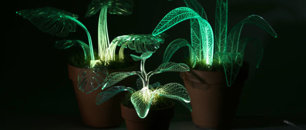 plante