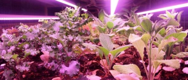 plante