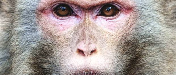 rhesus-face
