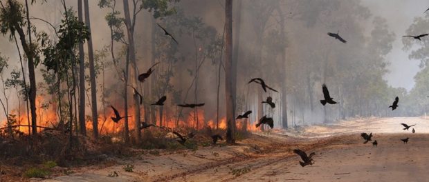 835-fire-birds_1024