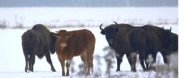vaca, printre zimbri