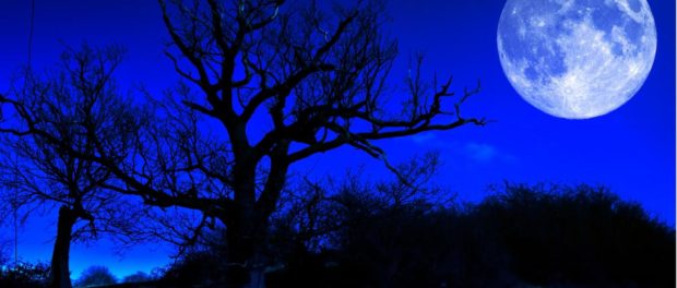 blue-moon-tree