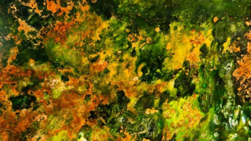 extra_large-1464364535-321-study-demonstrates-that-earth-organisms-could-survive-on-mars