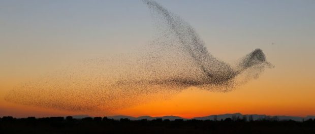 giant-bird-marmuration-starlings-daniel-biber-photography-7-5a4c8a0394e3e__880