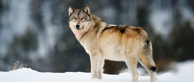 gray-wolf_sam-parks