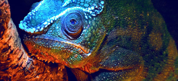 image_5635-Chameleon-Fluorescence