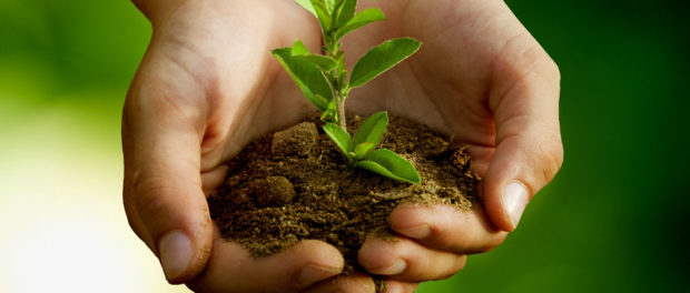 plante
