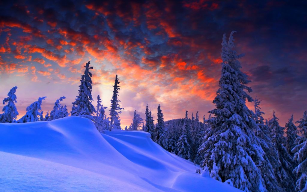 winter-1680x1050-pine-trees-snow-covered-sunset-4k-5039