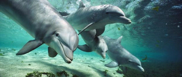 world-oceans-day-dolphins.adapt.945.1