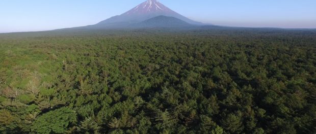 Aokigahara-and-Mount-Fuji1-1200x674