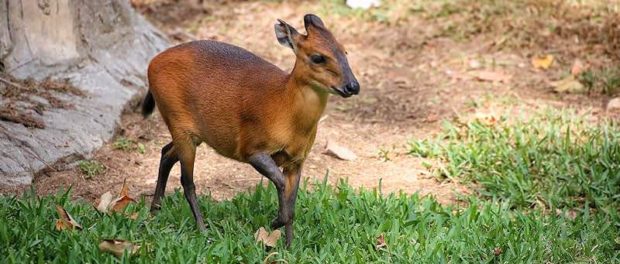 Duiker rosu