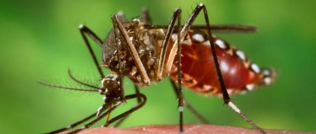 Wikimedia_Commons_Aedes_aegypti_mosquito.0.0