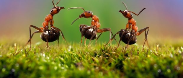 insecte