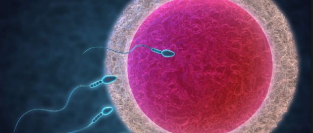 ovule