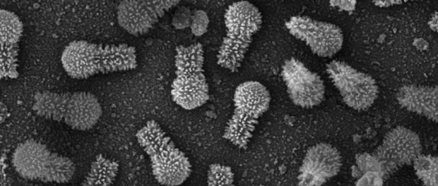 0102-giant-tupanvirus-brazil_1024